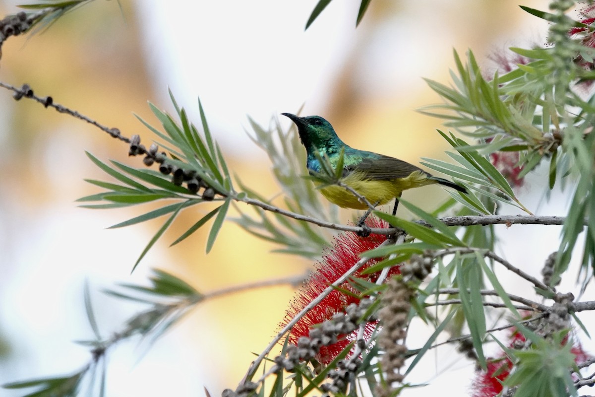 Collared Sunbird - ML646501464