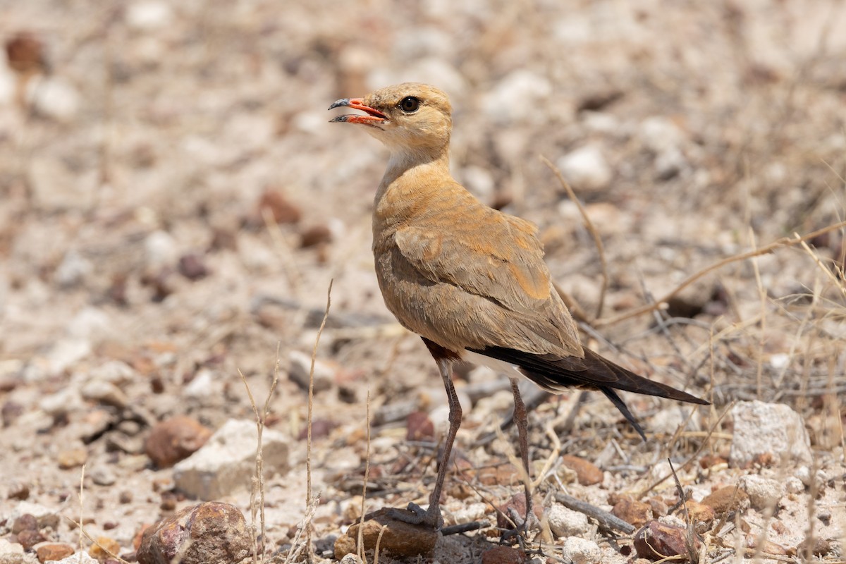 Australian Pratincole - ML646501465