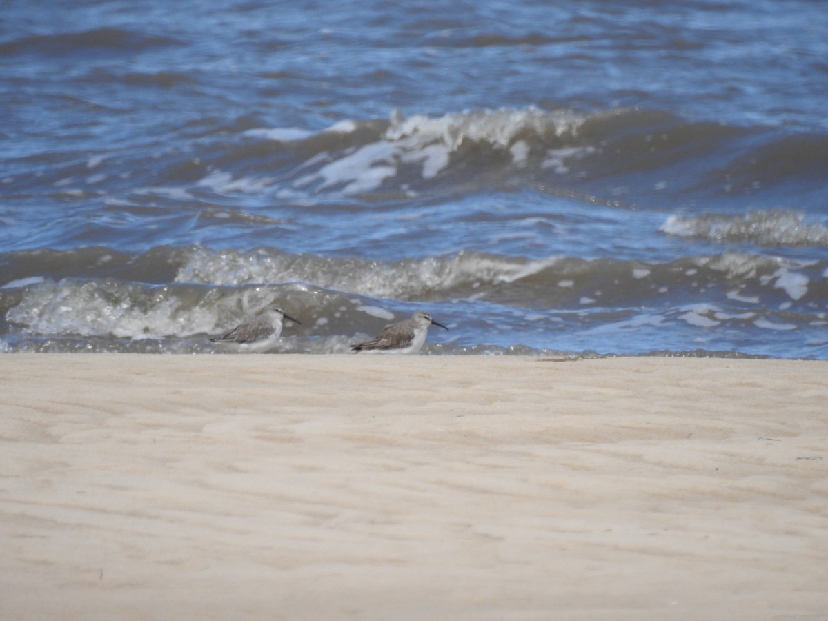Curlew Sandpiper - ML646501468