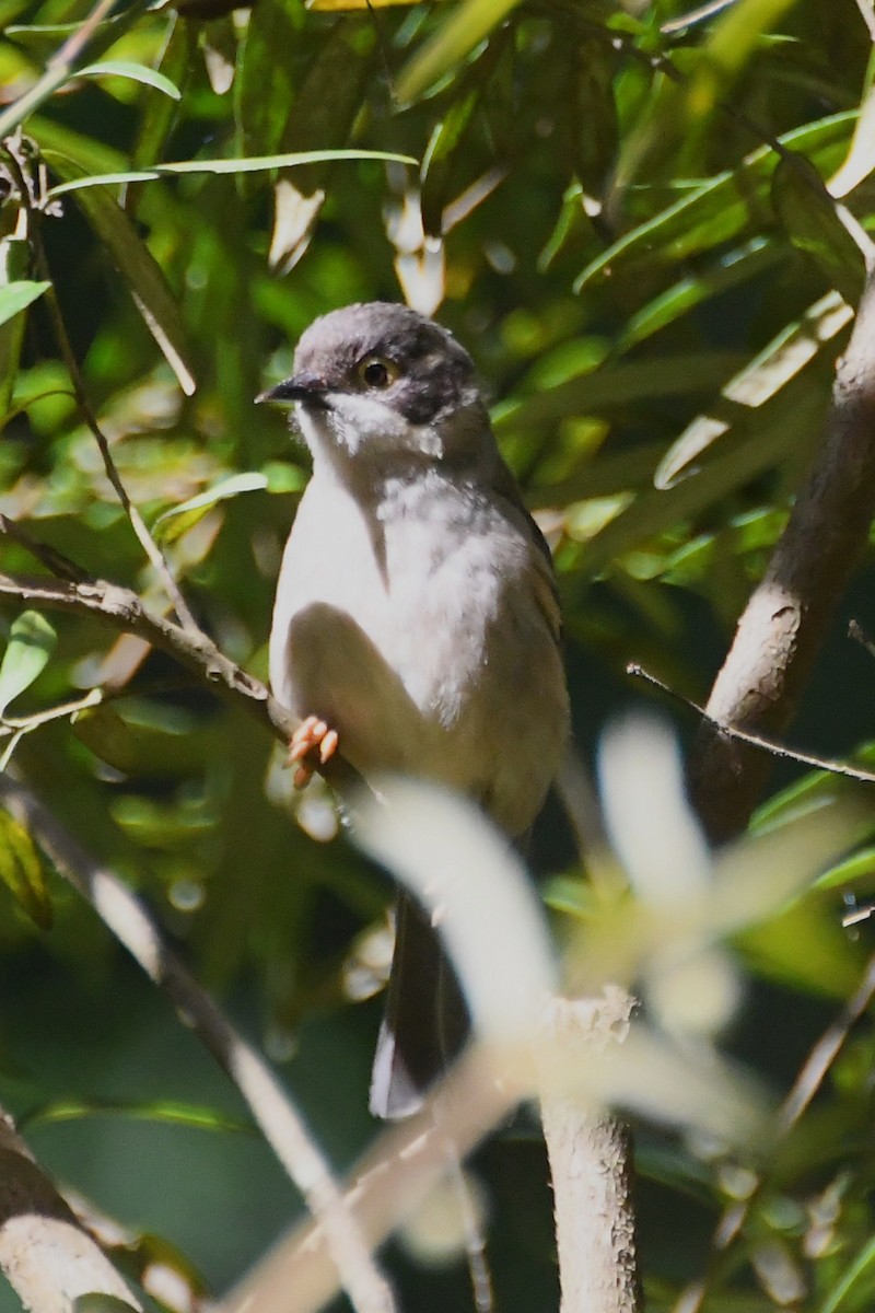 Буроголовая медвянка - ML646501469