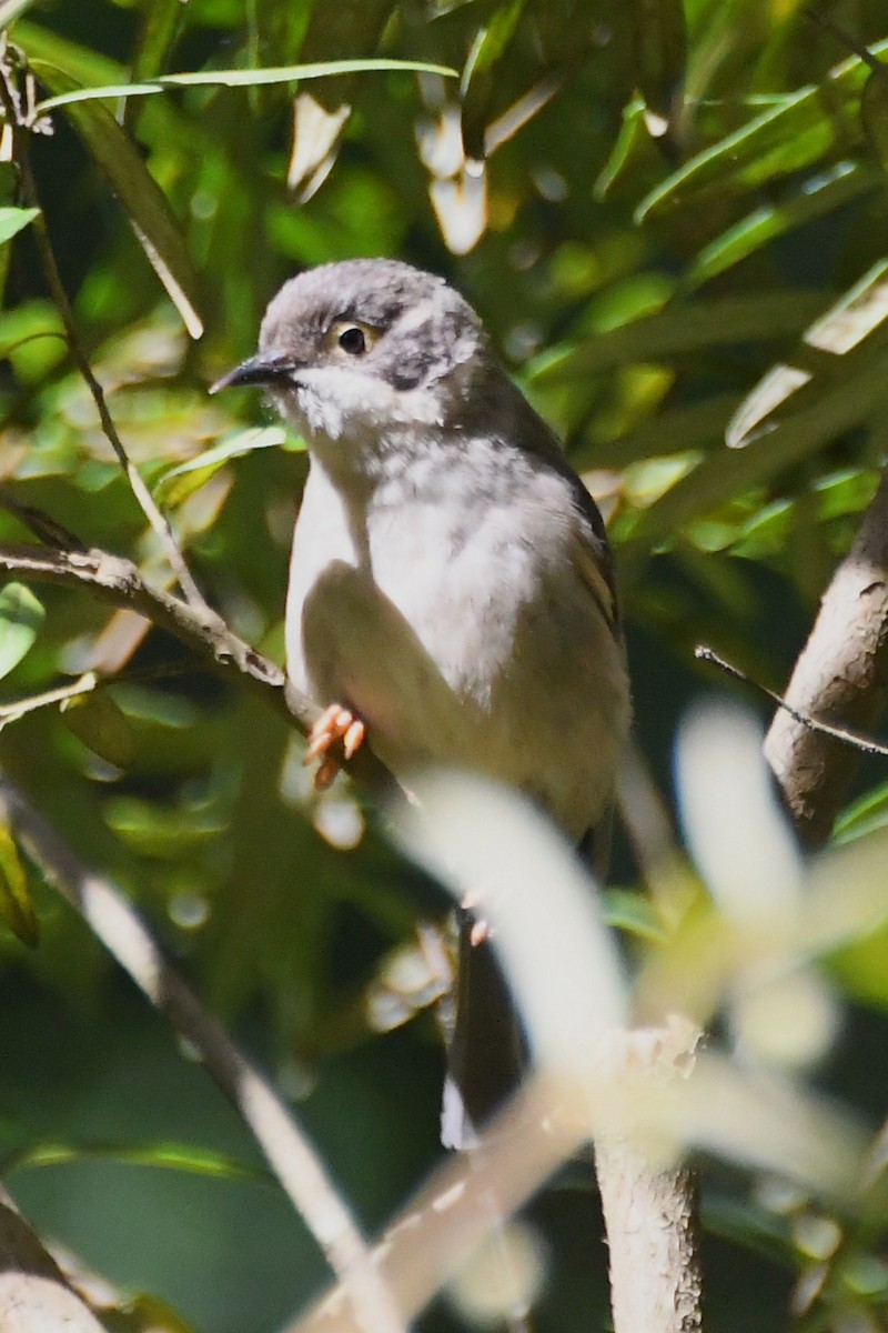 Буроголовая медвянка - ML646501471