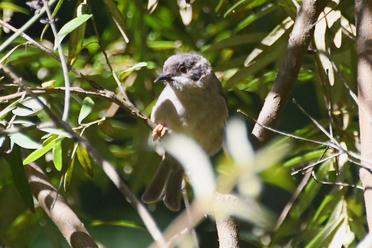 Буроголовая медвянка - ML646501472