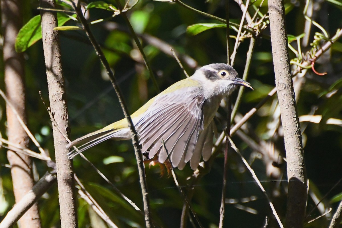 Буроголовая медвянка - ML646501473