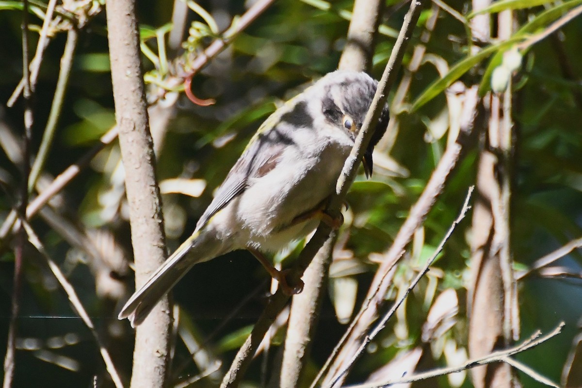 Буроголовая медвянка - ML646501474