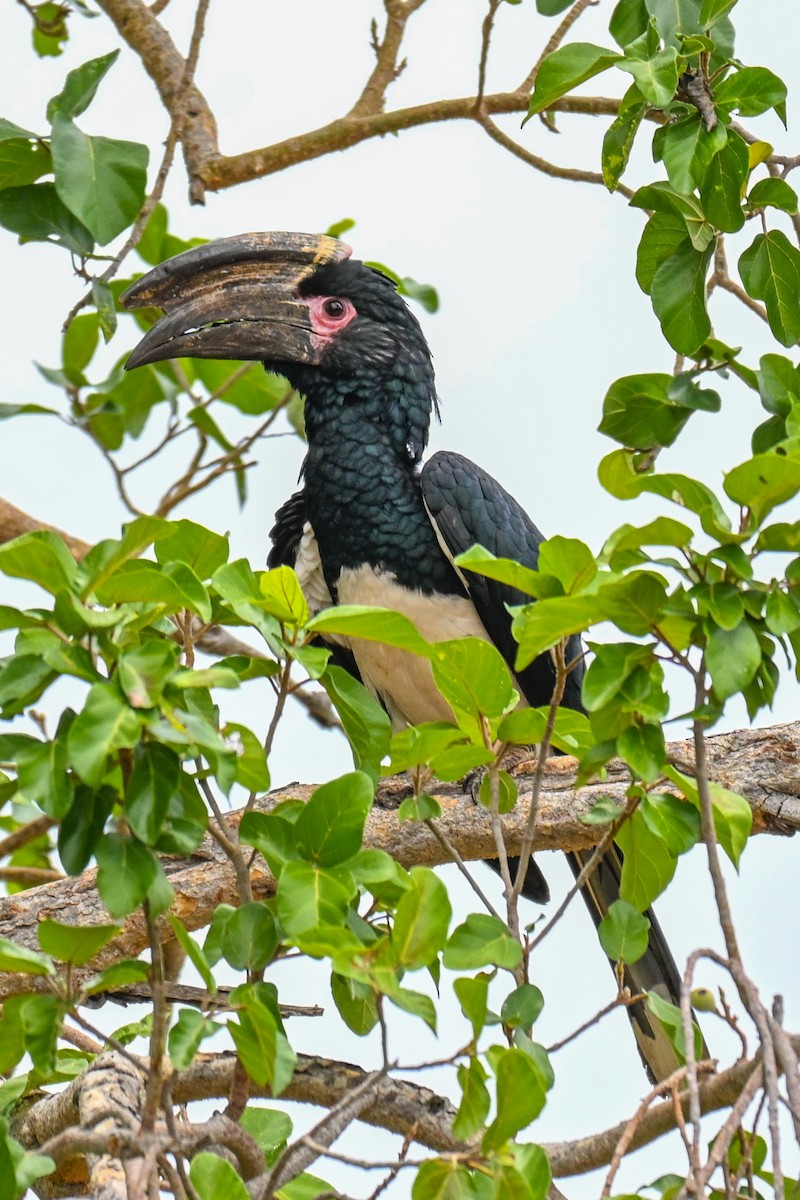 Шлеморог-трубач - ML646501483