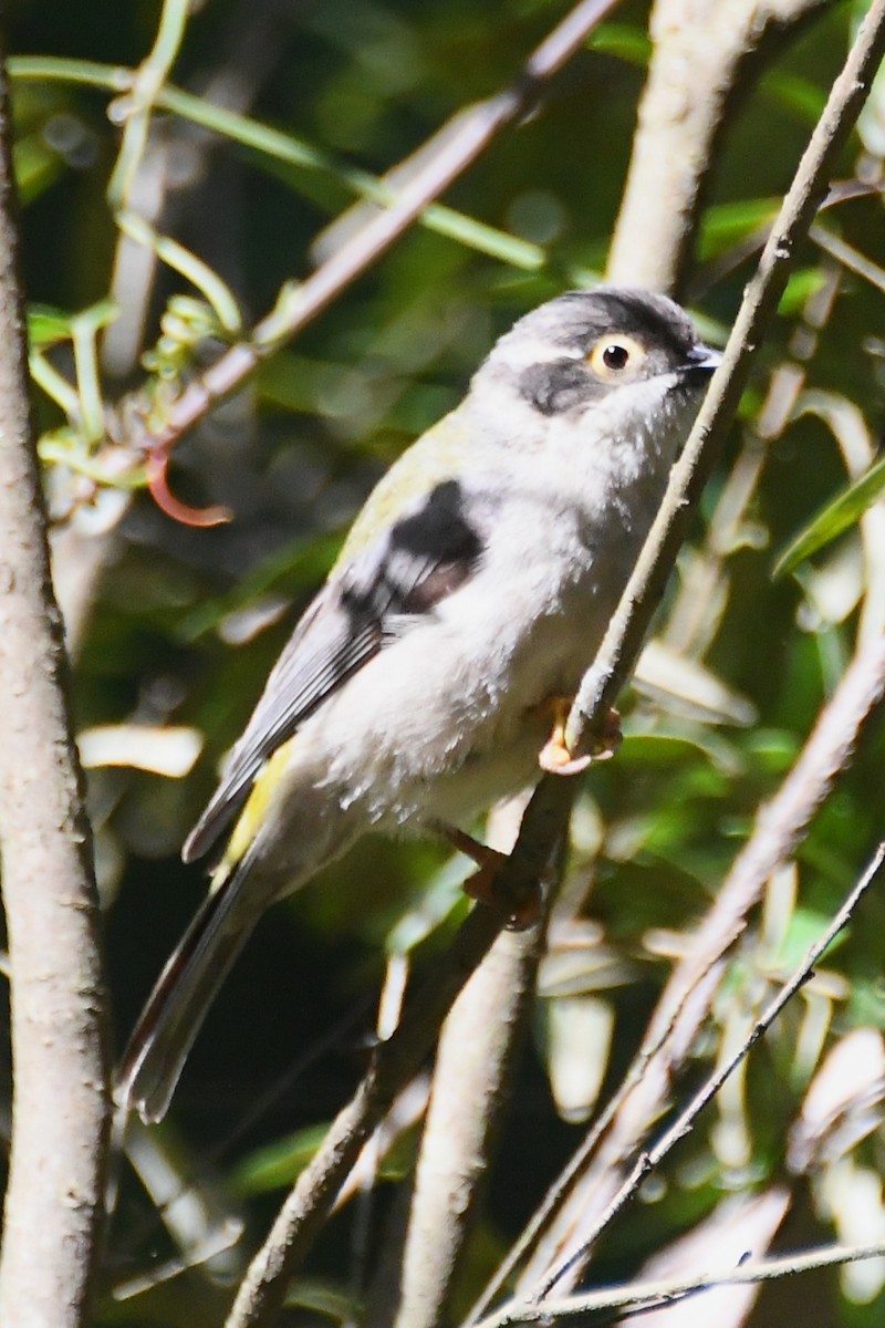 Буроголовая медвянка - ML646501485