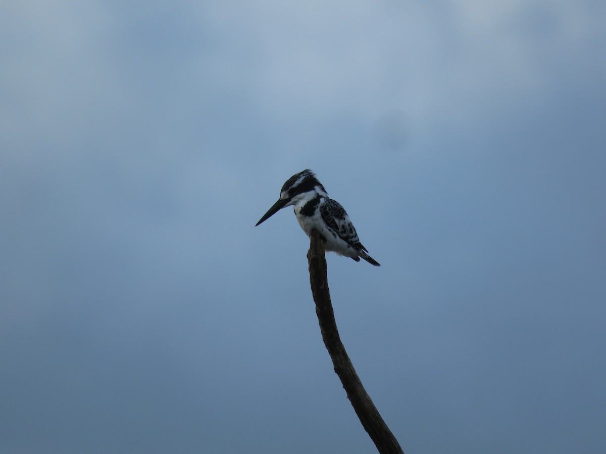 פרפור עקוד - ML646501486