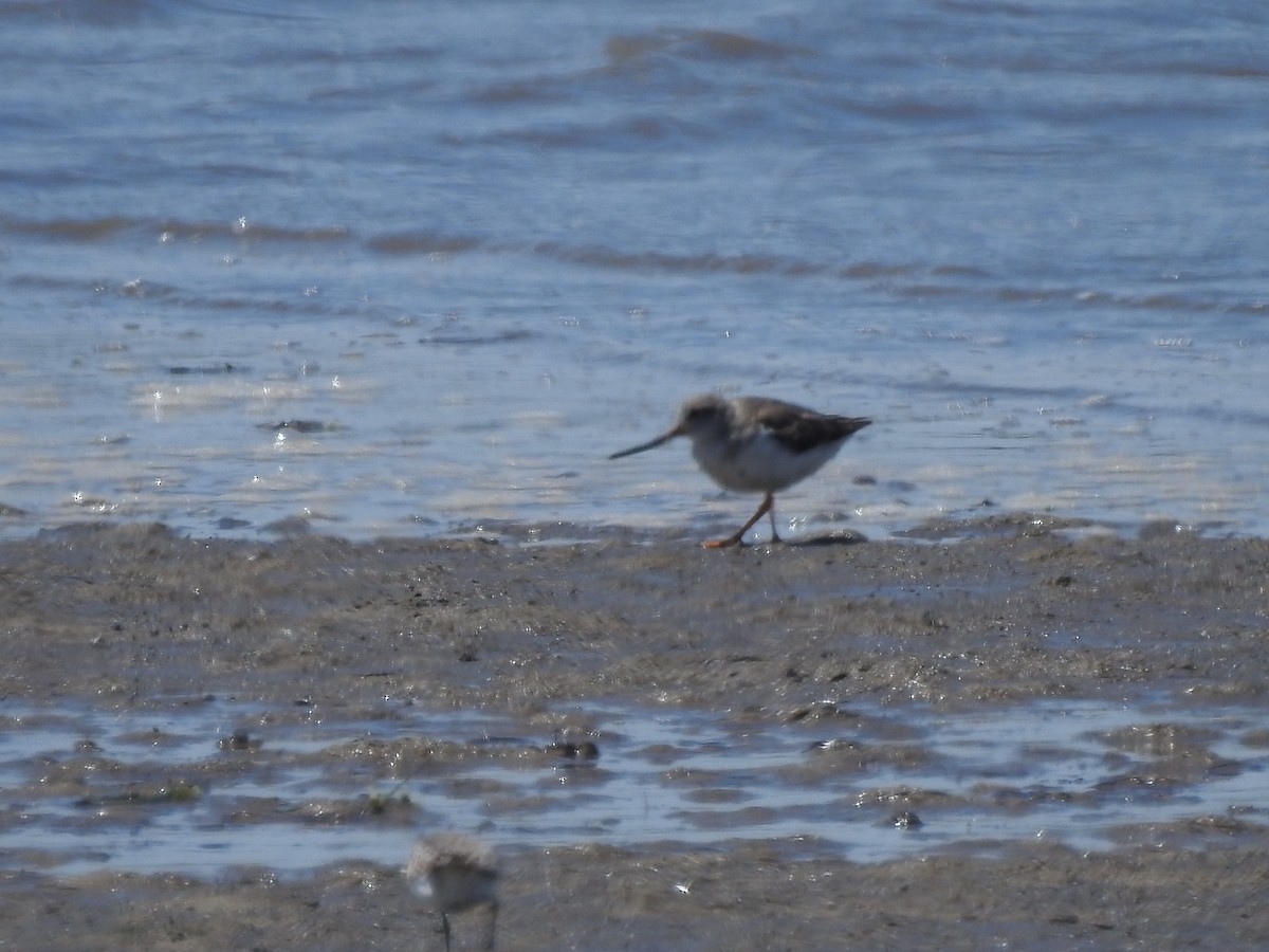 Terek Sandpiper - ML646501487