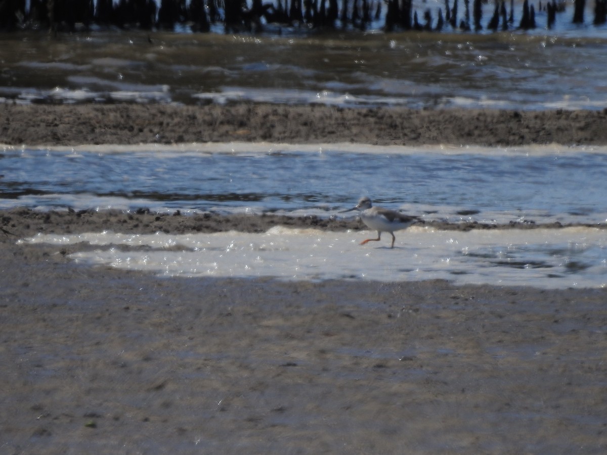 Terek Sandpiper - ML646501488