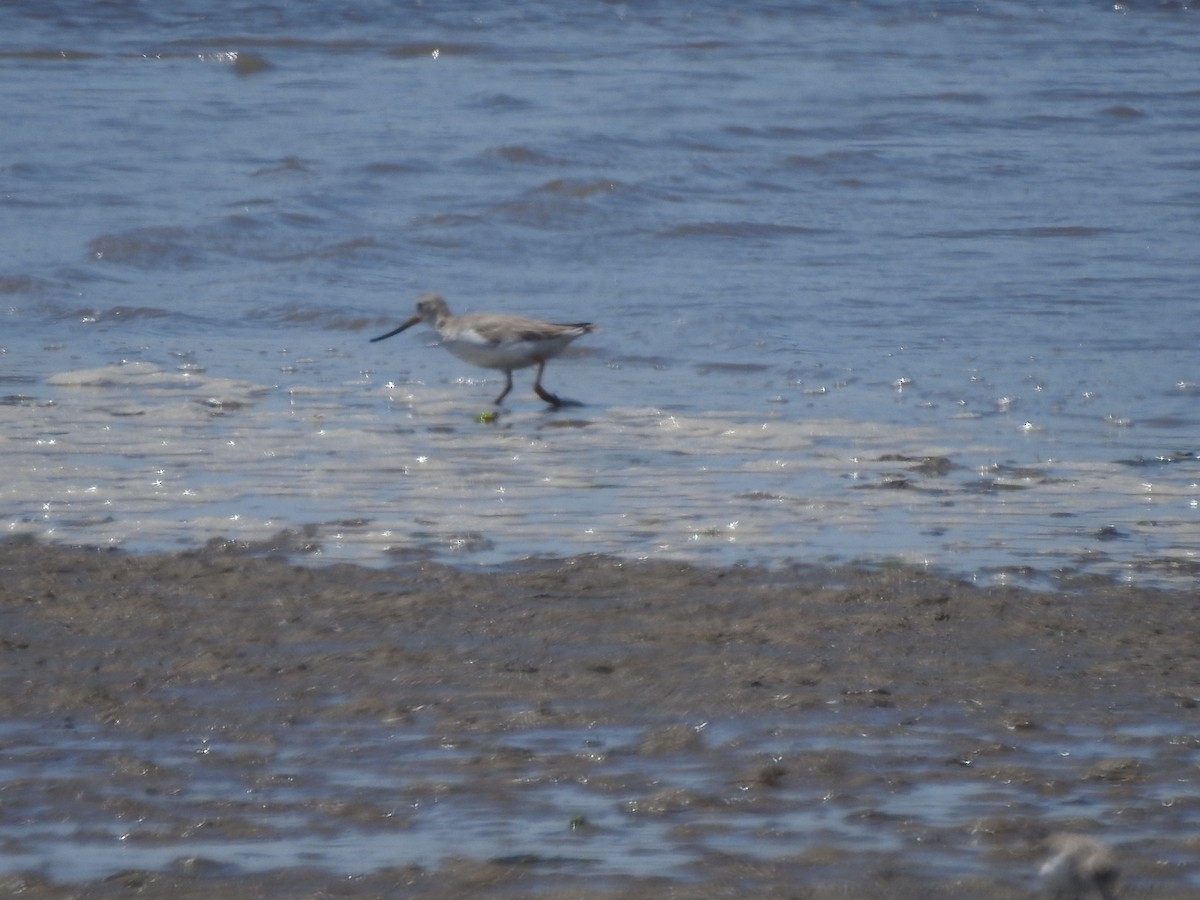 Terek Sandpiper - ML646501489