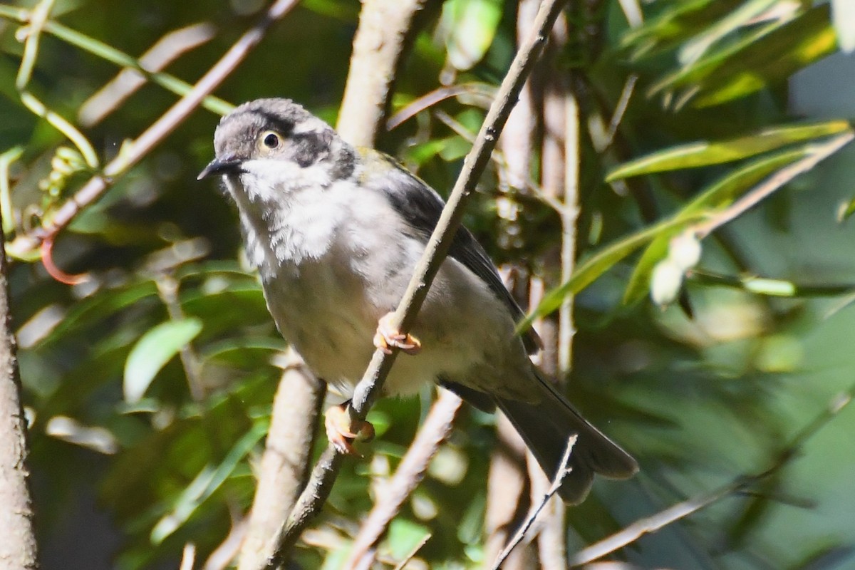 Буроголовая медвянка - ML646501490