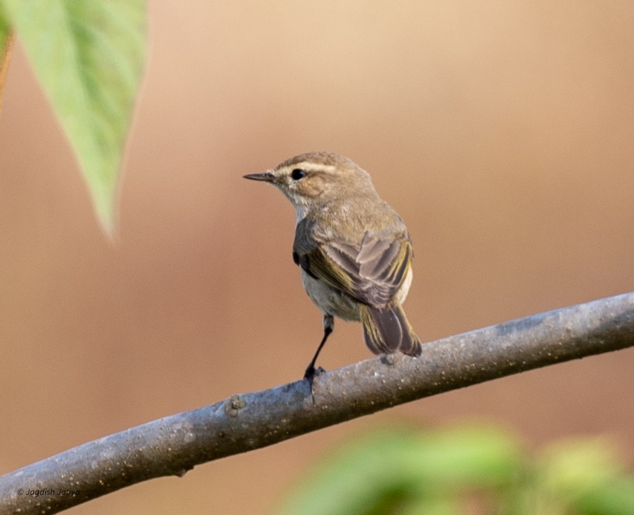 Common Chiffchaff - ML646501491
