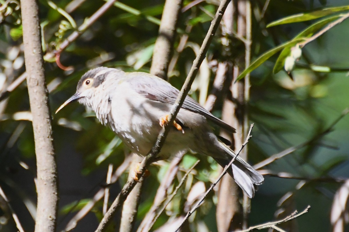 Буроголовая медвянка - ML646501492