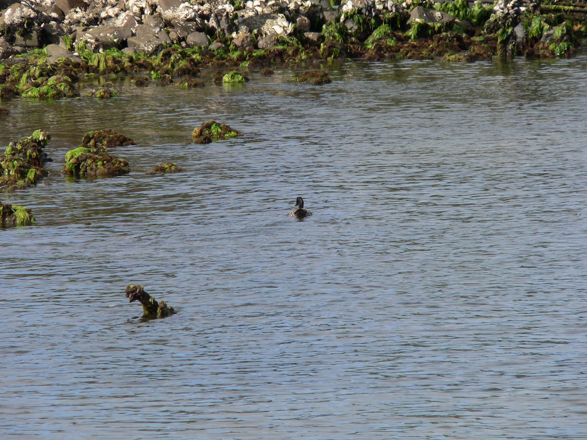 Mallard (Domestic type) - ML646501493