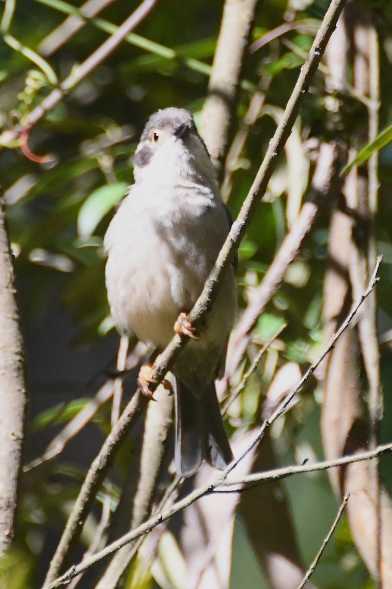 Буроголовая медвянка - ML646501494