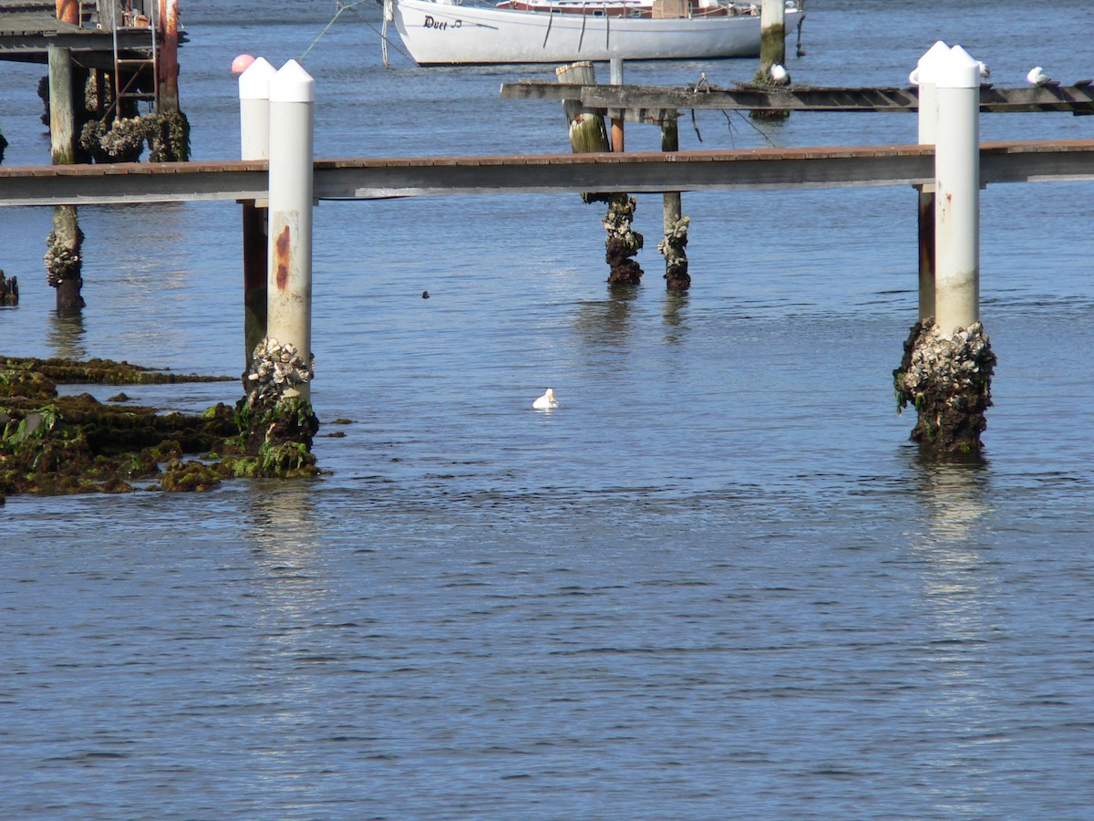 Mallard (Domestic type) - ML646501495