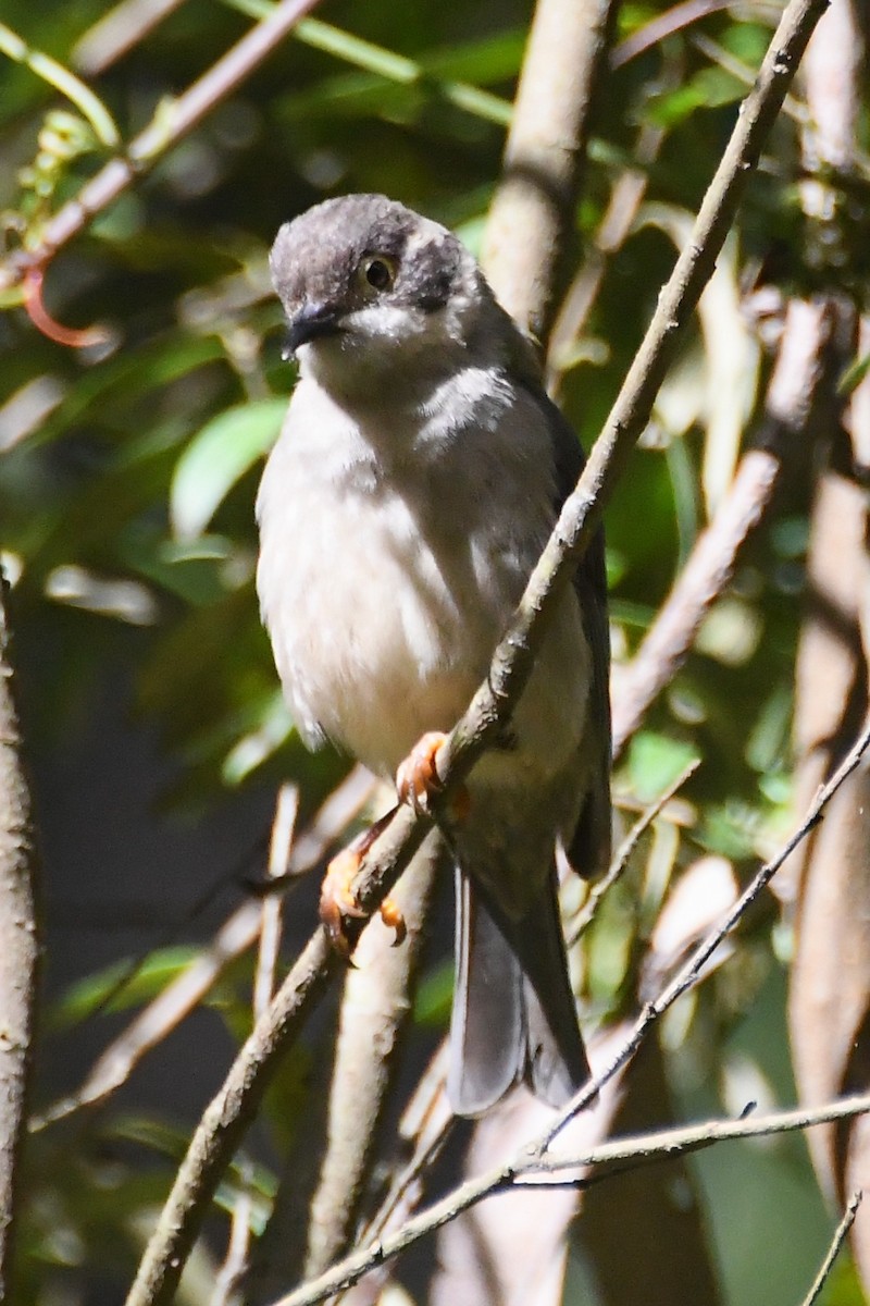 Буроголовая медвянка - ML646501496