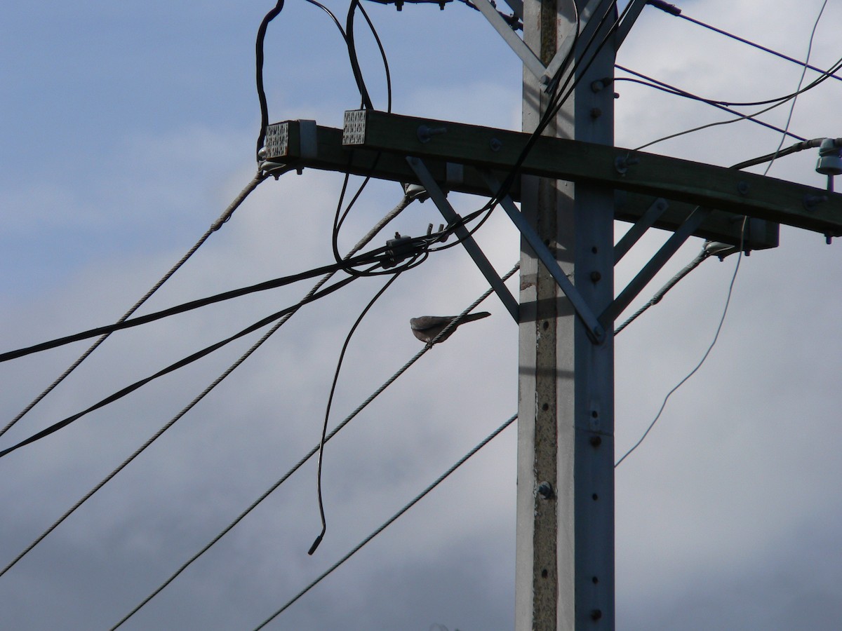 Spotted Dove - ML646501497