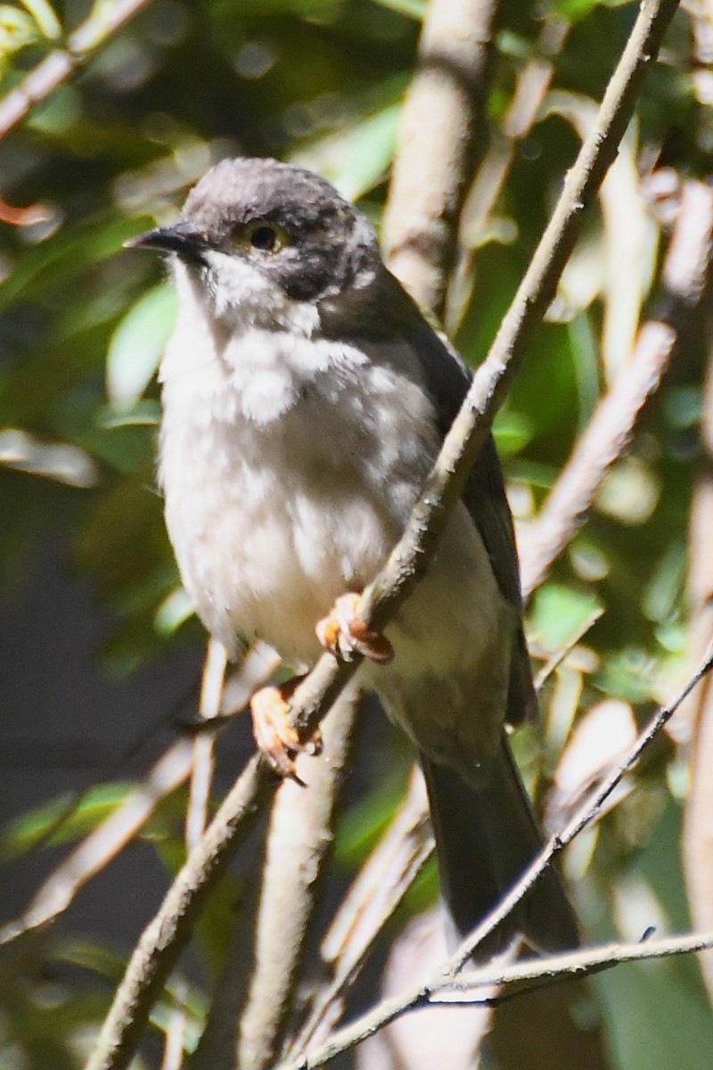 Буроголовая медвянка - ML646501499