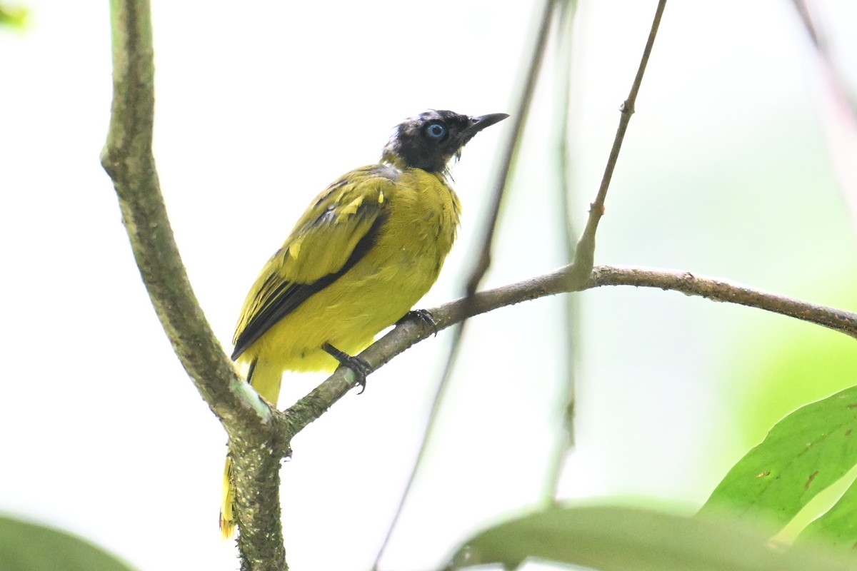 Black-headed Bulbul - ML646501500
