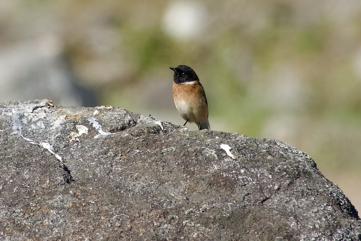 Tarier de Sibérie - ML646501501