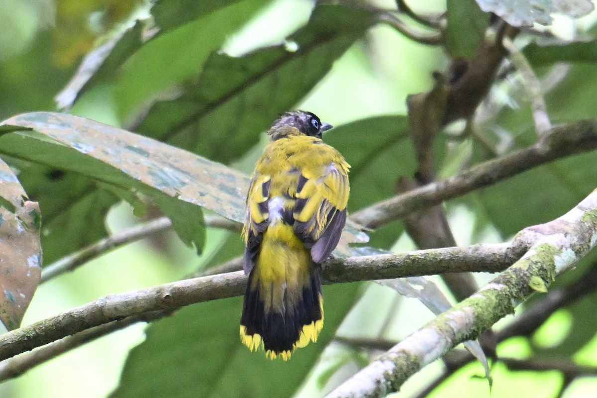 Black-headed Bulbul - ML646501502