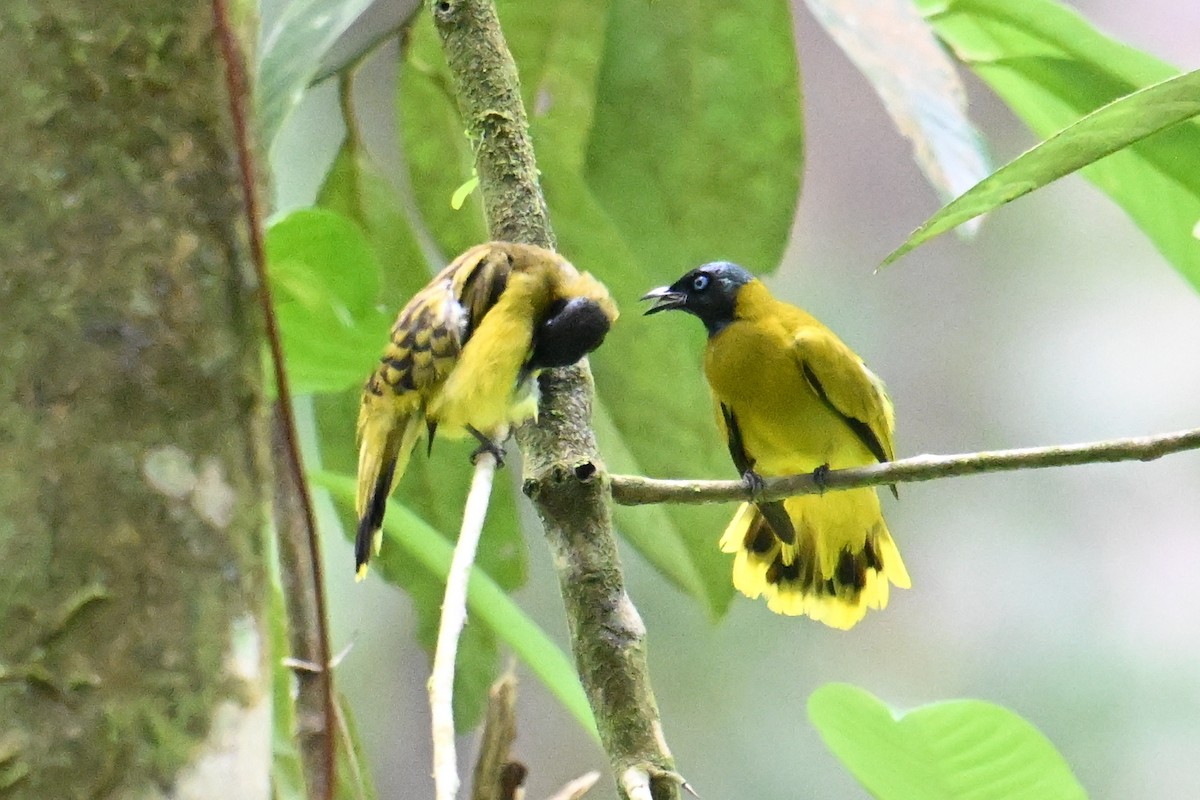Black-headed Bulbul - ML646501503
