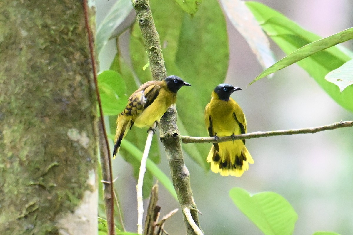 Black-headed Bulbul - ML646501504
