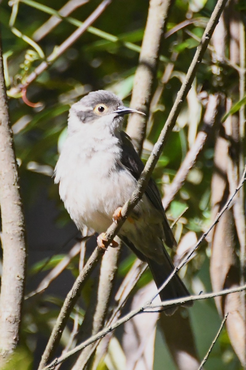 Буроголовая медвянка - ML646501505