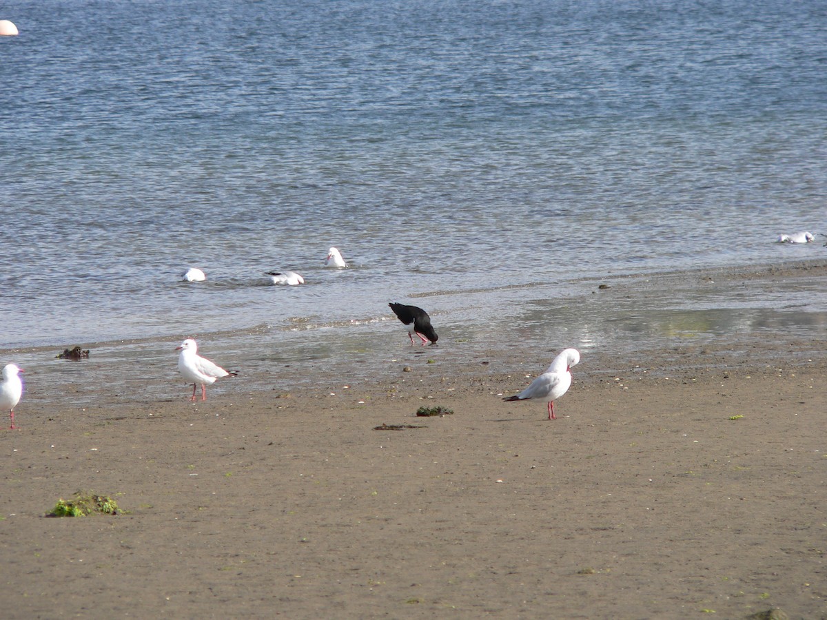 Pied Oystercatcher - ML646501506