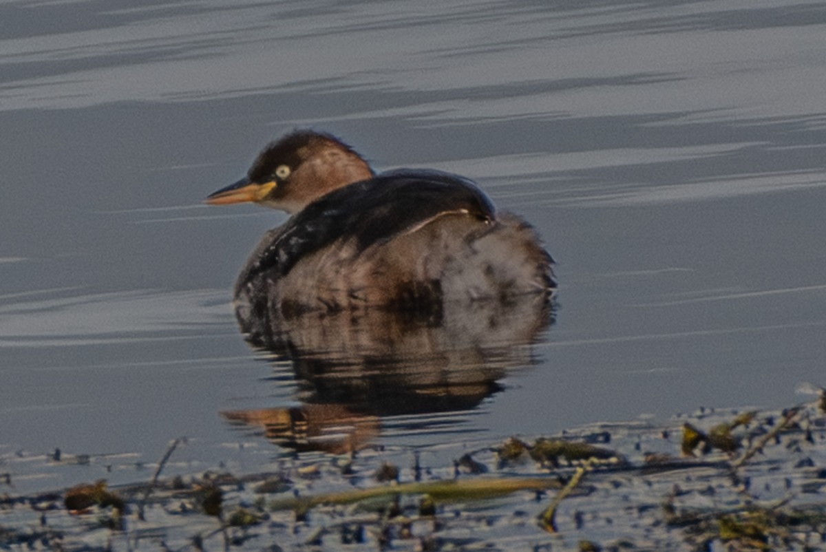 Grèbe castagneux (groupe ruficollis) - ML646501508