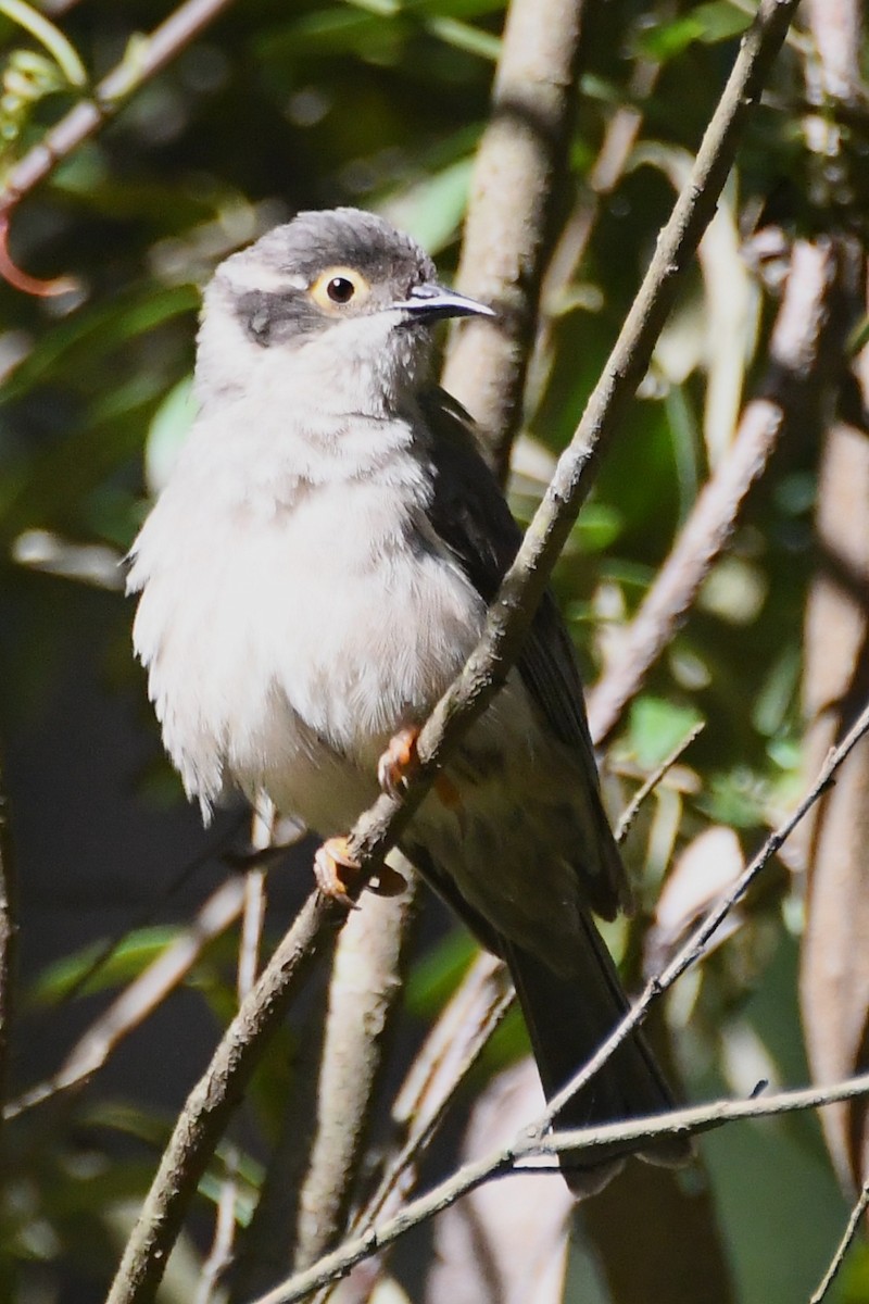 Буроголовая медвянка - ML646501509