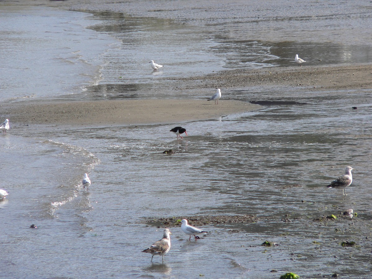 Pied Oystercatcher - ML646501511