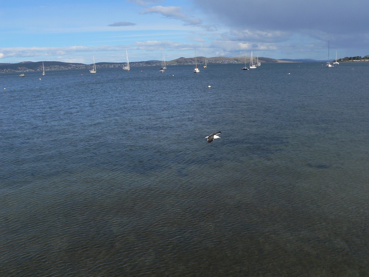 Kelp Gull - ML646501512