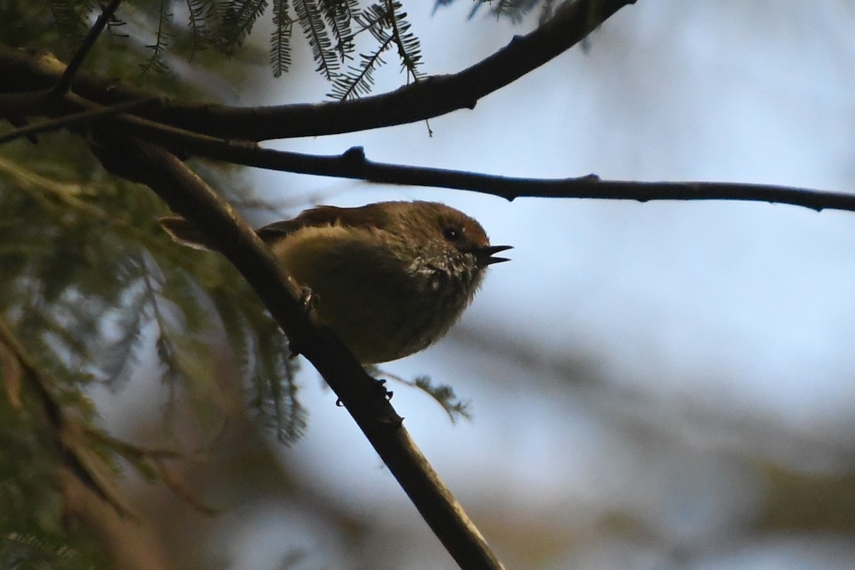 Малая шипоклювка - ML646501513