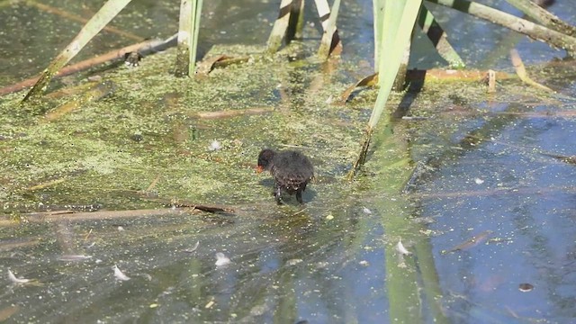 Dusky Moorhen - ML646501514