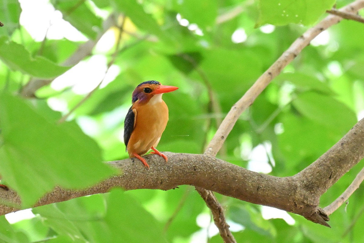 Крошечный зимородок - ML646501518