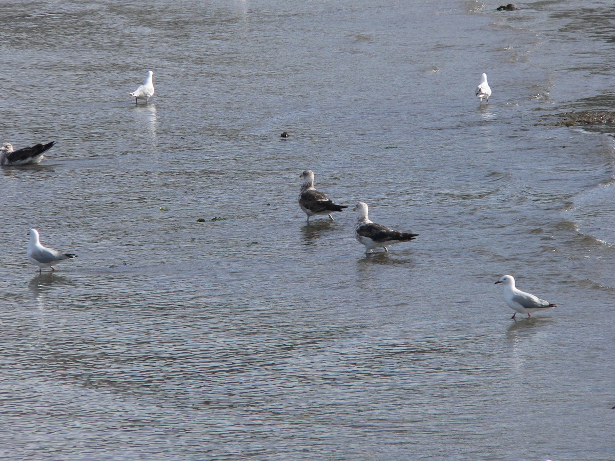 Kelp Gull - ML646501520