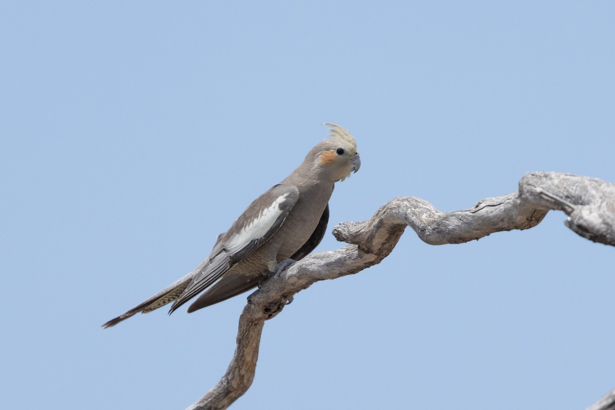 Cockatiel - ML646501528