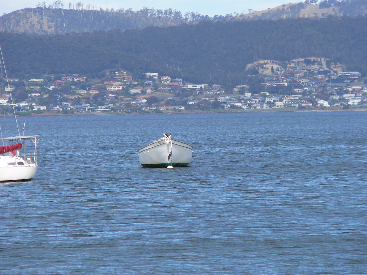 Black-faced Cormorant - ML646501529