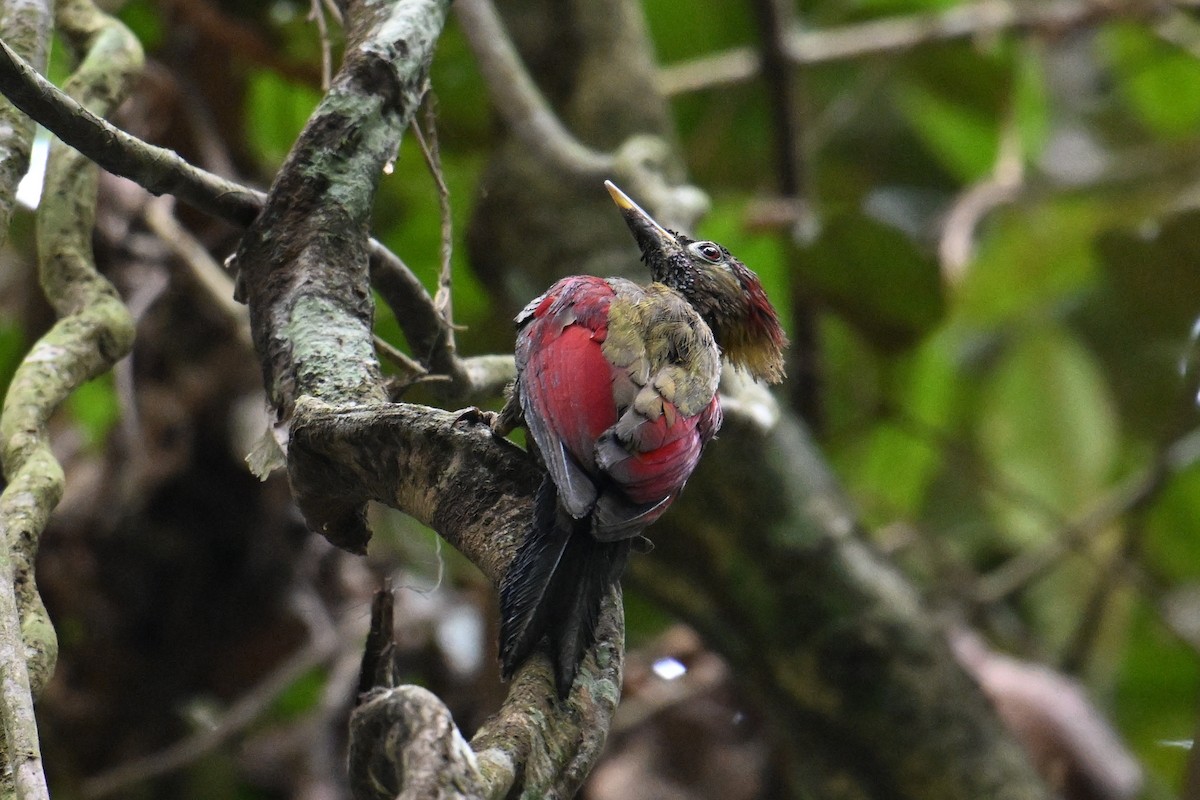 Crimson-winged Woodpecker - ML646501531