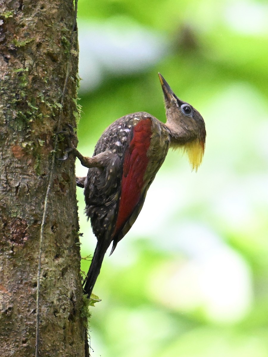 Crimson-winged Woodpecker - ML646501532