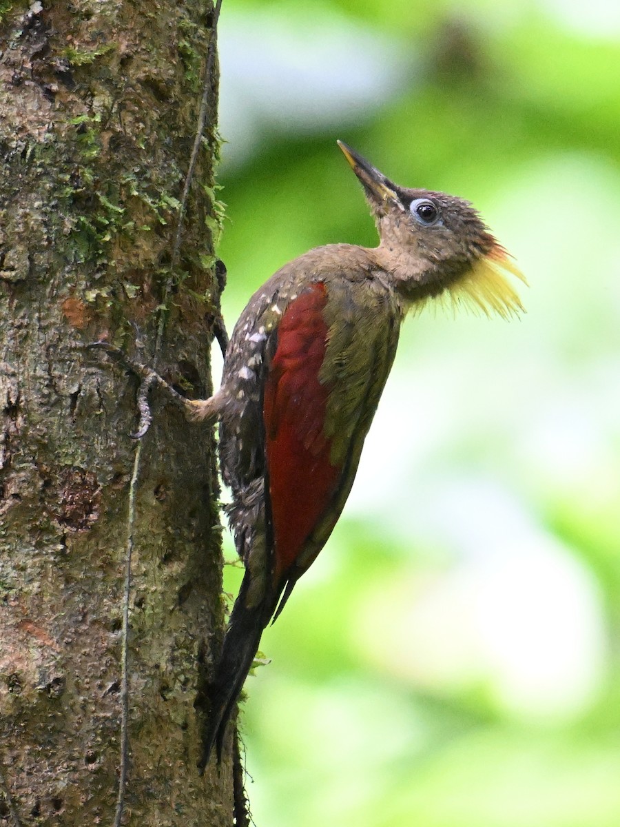 Crimson-winged Woodpecker - ML646501533