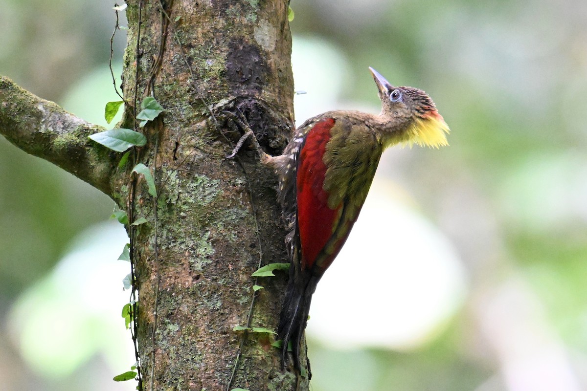 Crimson-winged Woodpecker - ML646501534