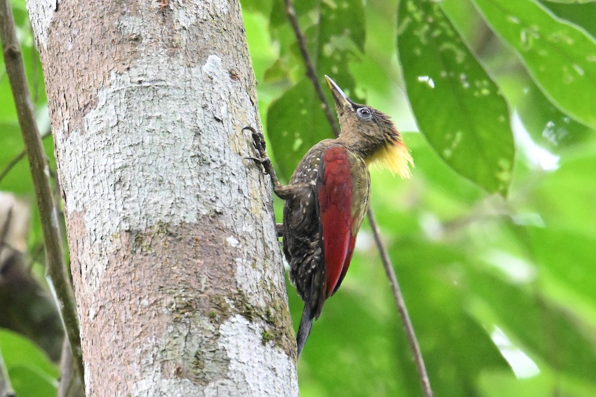 Crimson-winged Woodpecker - ML646501535