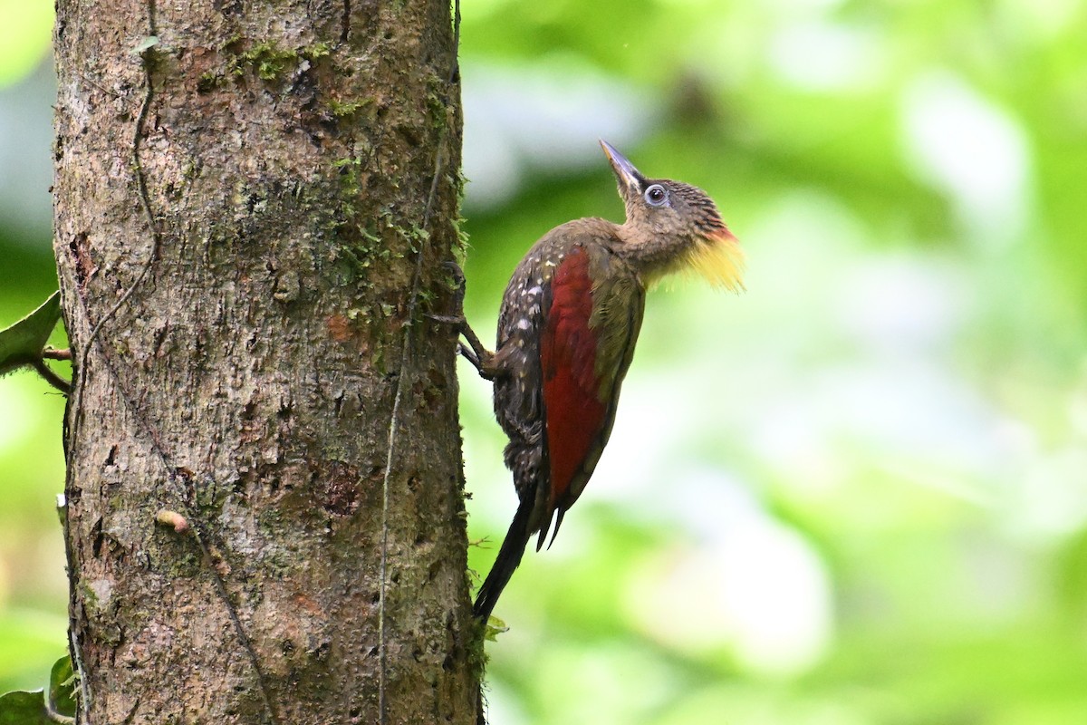 Crimson-winged Woodpecker - ML646501536