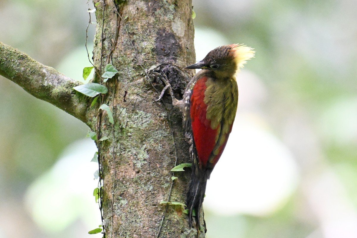 Crimson-winged Woodpecker - ML646501537