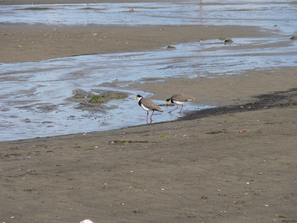 Avefría Militar (Sureña) - ML646501538