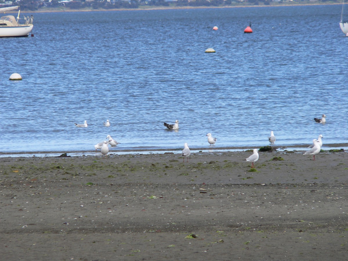Silver Gull - ML646501552