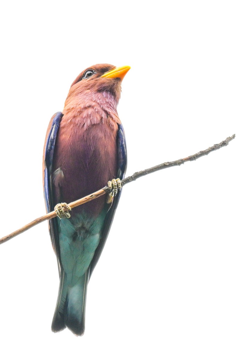 Африканский широкорот - ML646501553